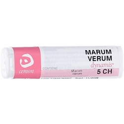 Teucrium Marum 5CH Granules CeMON